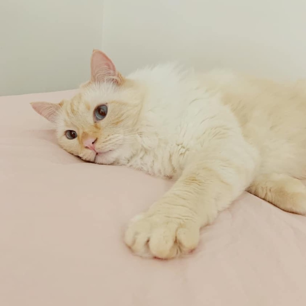 Meet your Posher, Cat